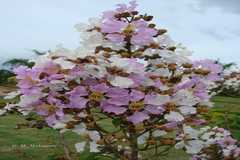 Lagerstroemia thorelii